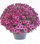 Spherical Fall Chrysanthemum Plant-Pink