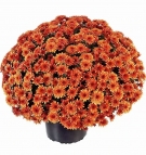 Spherical Fall Chrysanthemum Plant-Orange