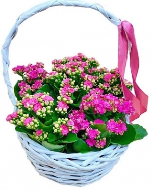 6 Kalanchoes Basket Arrangement
