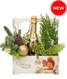 Cypress flowerpot & Martini +