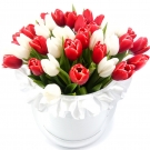 Red and White Tulips at the Hat Box
