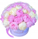 51 Peonies at a Gift Box