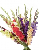 Multicolored Gladioluses