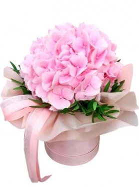 Pink Hydrangea at a box