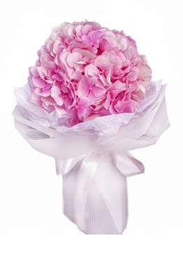 Single Hydrangea Pink