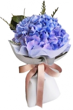 Single Hydrangea Blue