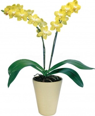 Солнечная желтая орхидея