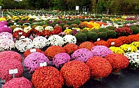 Куляста осіння хризантема. Бiла image 0