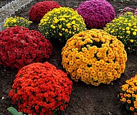 Помаранчова куляста осіння хризантема image 2