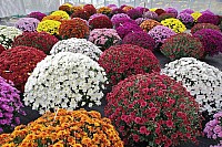 Куляста осіння хризантема. Бiла image 1