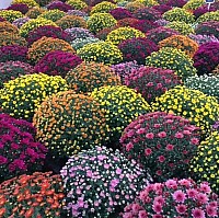 Куляста осіння хризантема. Рожева image 0